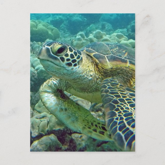 Schildkröten in Hawaii Postkarte (Vorderseite)