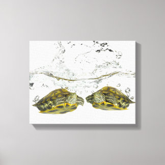 Schildkröten Leinwanddruck