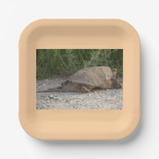 Schildkröten-Papierteller Pappteller