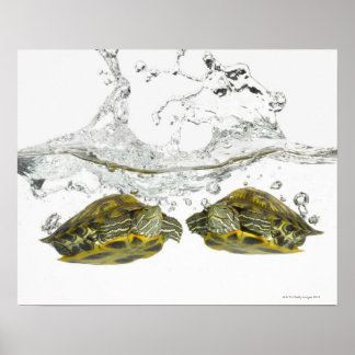 Schildkröten Poster