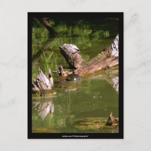 Schildkröten - Postkarte