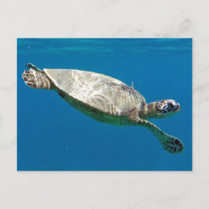 Schildkröten Postkarte