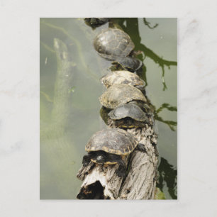 Schildkröten Postkarte