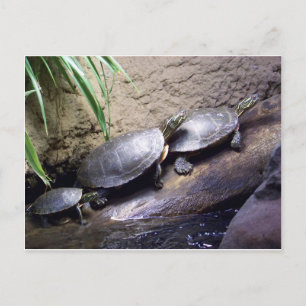 Schildkröten Postkarte