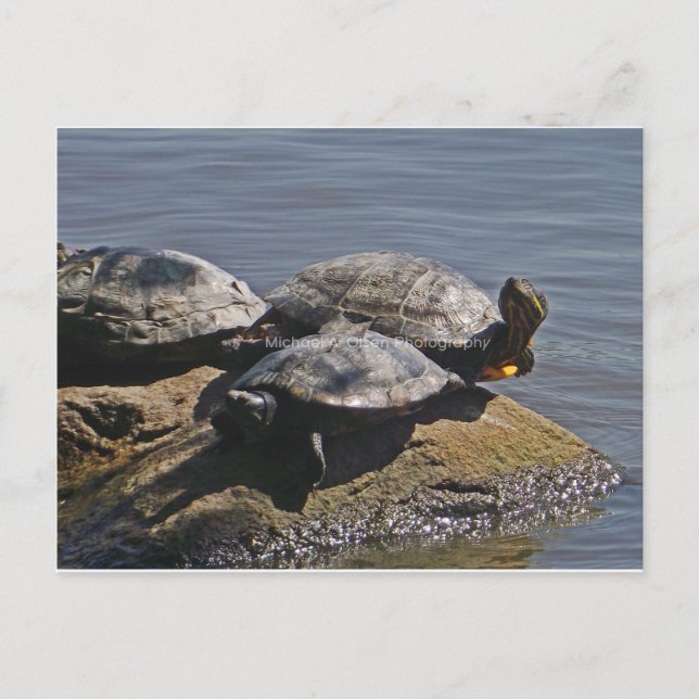 Schildkröten Postkarte (Vorderseite)