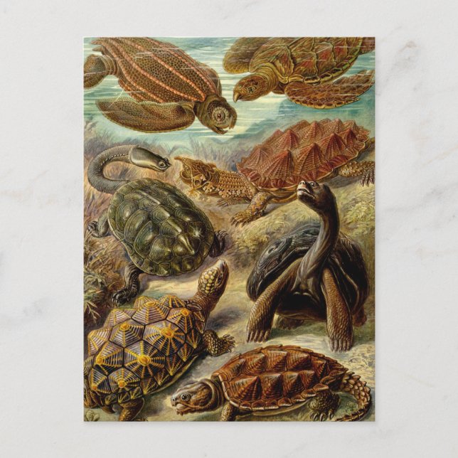 Schildkröten Postkarte (Vorderseite)
