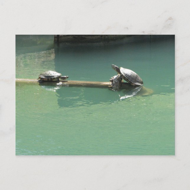Schildkröten Postkarte (Vorderseite)