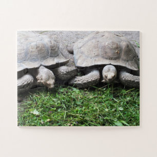 Schildkröten Puzzle