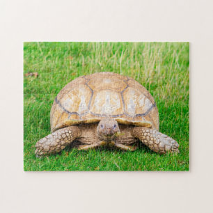Schildkröten-Puzzle Puzzle