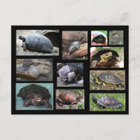 Schildkröten , Terrapine und Torts der SC Postcard