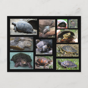 Schildkröten , Terrapine und Torts der SC Postcard Postkarte