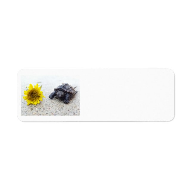Schildkröten- und Kronenschild (Vorne)