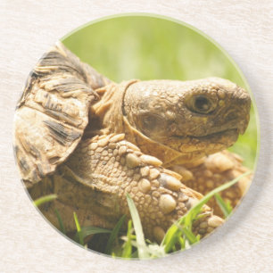 Schildkröten-Untersetzer Sandstein Untersetzer
