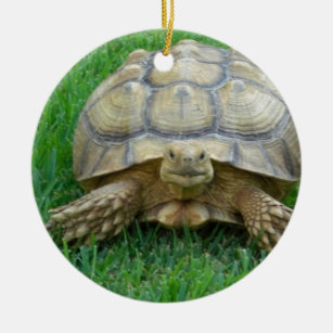 Schildkröten-Verzierungen Keramikornament