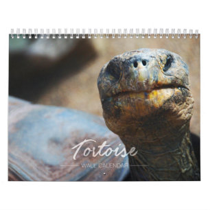 Schildkröten-Wandkalender Kalender