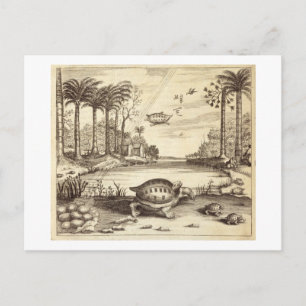 Schildkröteneier, aus "China Illustriert" von Postkarte