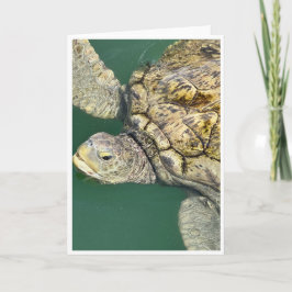 Schildkrötenkarte (Green Sea Turtle Note Card) (  Dankeskarte