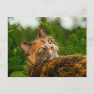 Schildkrötenkatze Outdoor-Porträt Postkarte