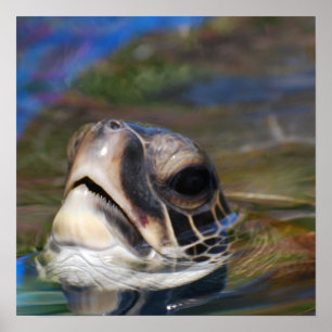 Schildkrötenkopf Poster
