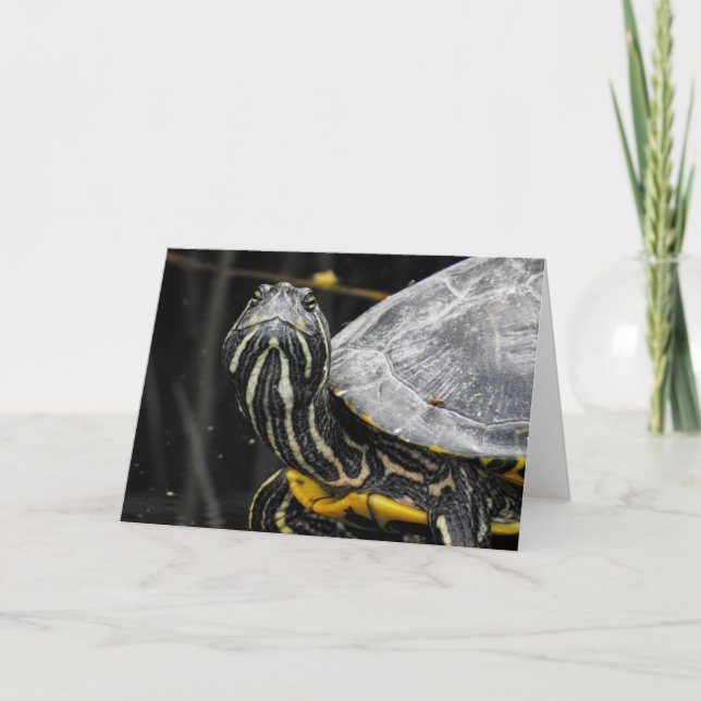 Schildkrötennotecard Karte (Vorderseite)