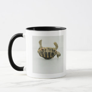 Schildkrötenoberseite - unten, balancierend auf tasse