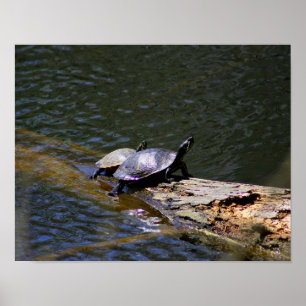Schildkrötenplakat Poster