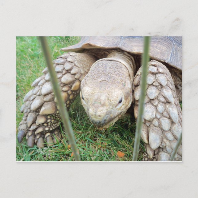 Schildkrötenportrait Postkarte (Vorderseite)