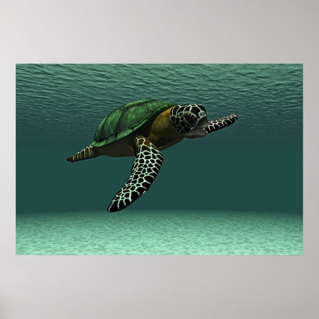 Schildkrötenposter Poster (Vorne)