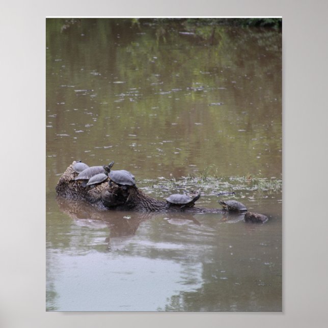 Schildkrötenposter Poster (Vorne)