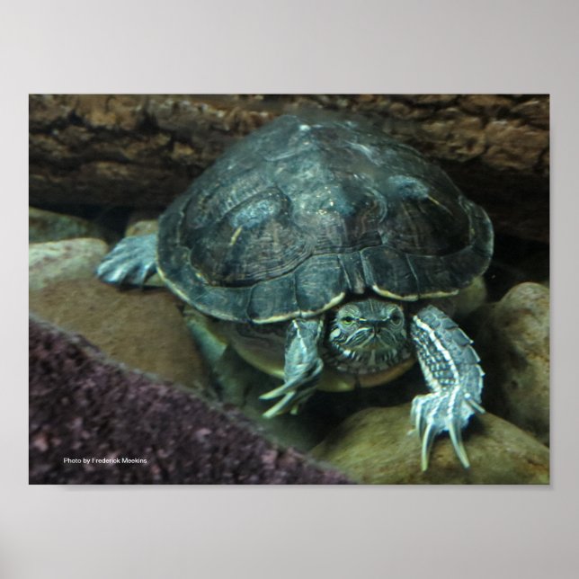 Schildkrötenposter Poster (Vorne)