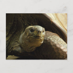 Schildkrötenpostkarte Postkarte
