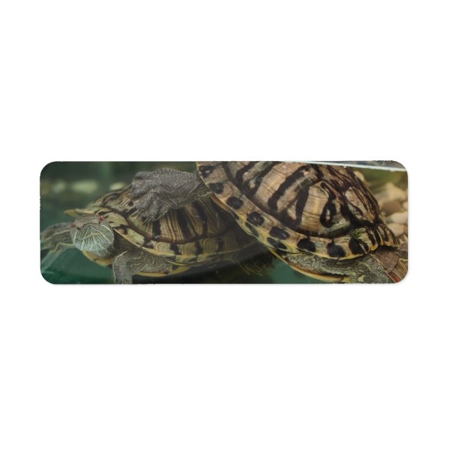 Schildkrötenreflektionsschild (Vorne)
