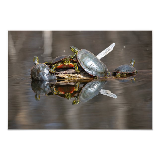 Schildkrötenschuppen Fotodruck (Vorne)