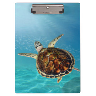 Schildkrötenschwimmen unter Wasser Klemmbrett