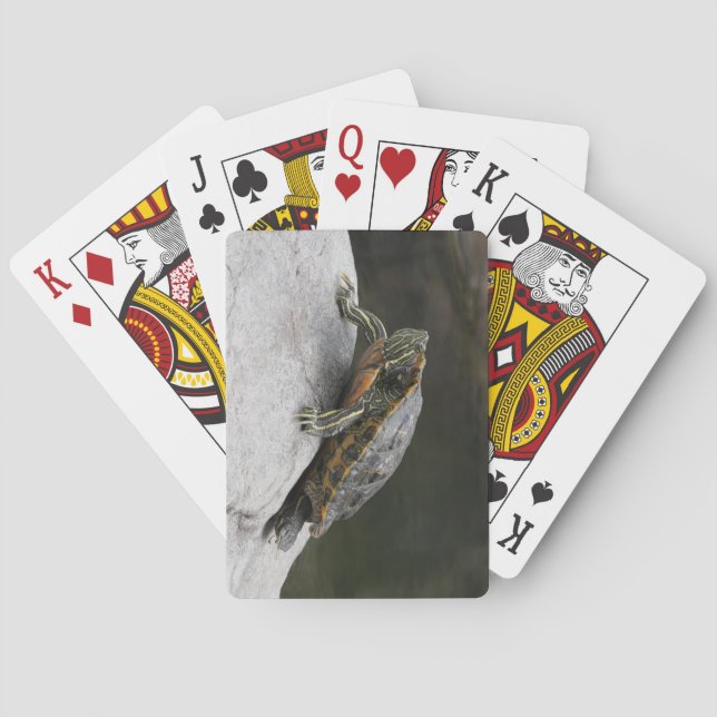 Schildkrötenspielkarten Spielkarten (Rückseite)