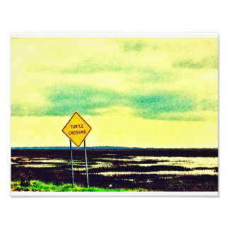 Schildkrötenüberquerung Fotodruck