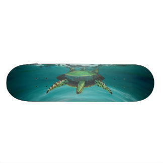 Schildkröteüberfahrt Skateboard