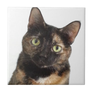 Schildpatt-Katze Fliese
