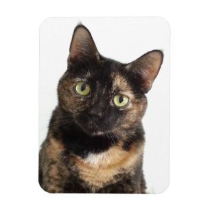 Schildpatt-Katze Magnet
