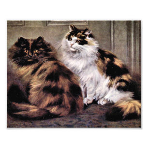 Schildpatt-Perserkatzen-Kunst Fotodruck