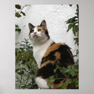 Schildpatt und weiße Katze Poster