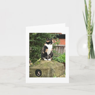 Schildpatt- und Weißkater Karte