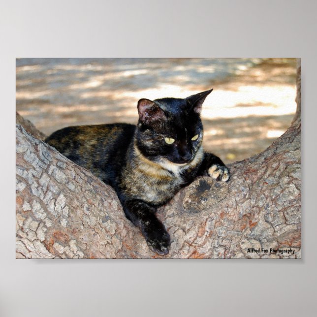 Schildpattkatze im Baum Poster (Vorne)