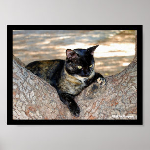 Schildpattkatze im Baum Poster