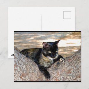 Schildpattkatze im Baum Postkarte