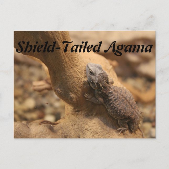Schildschwanz-Agama Postkarte (Vorderseite)