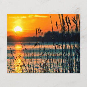 Schilf im Sonnenuntergang Scrapbook Hintergrund