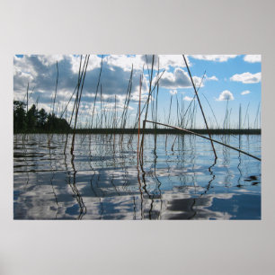 Schilf und Spiegelungen am Rice Lake Poster