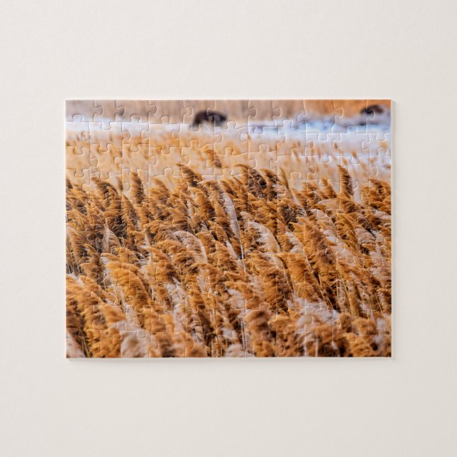 Schilf von Antelope Island, Utah - 8x10 - 110 Stk. Puzzle (Horizontal)