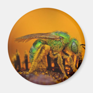 Schillernde Grün-Schweiss-Bienen Magnet